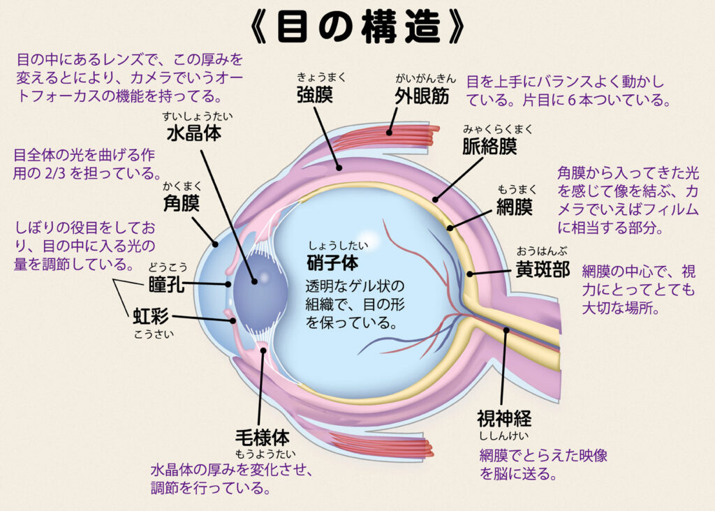 目の構造