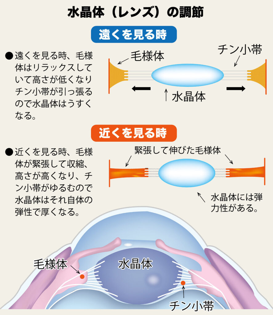 水晶体の調整