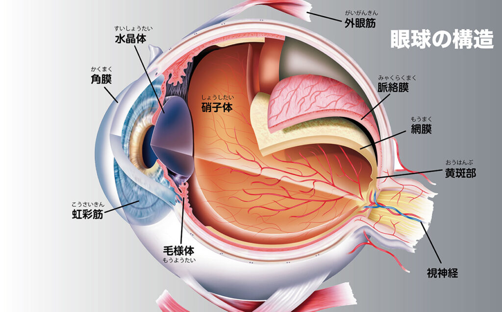 眼球の構造