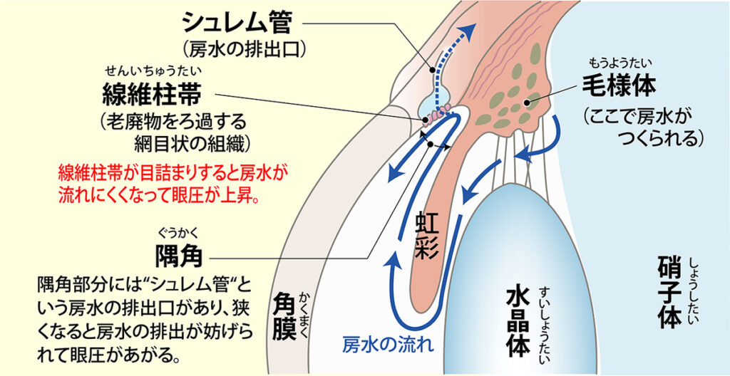 イラストで詳細に解説。緑内障とは!