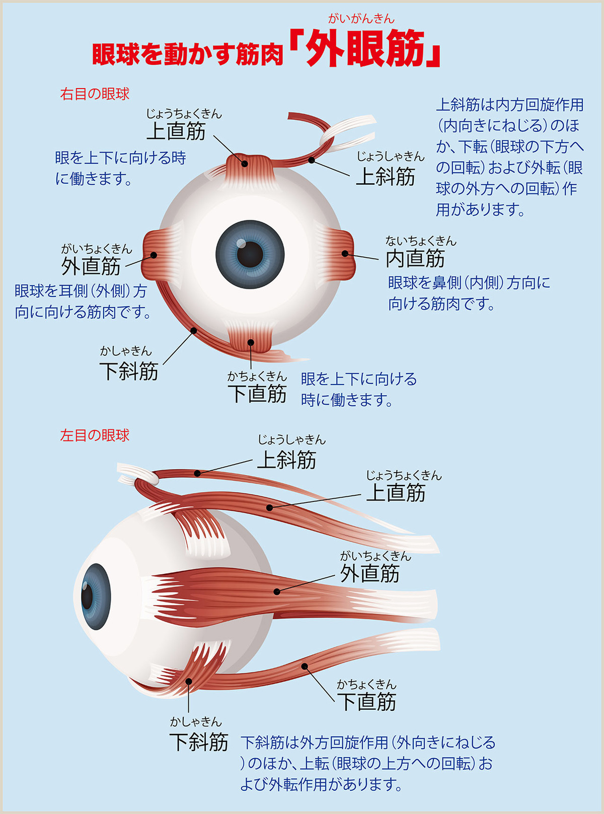 子どもの視力低下の原因と対策