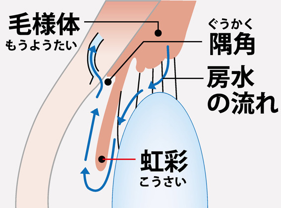 白内障手術は認知症の発症リスクを最大30％減らす。