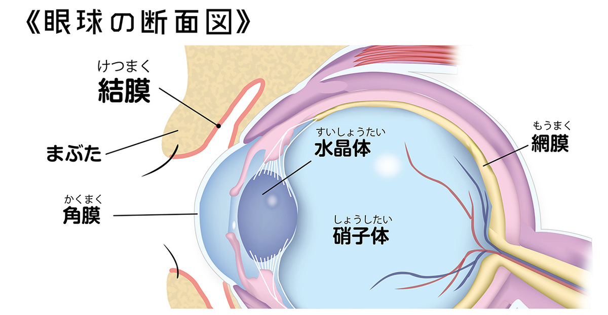 新型コロナウイルスと目の関係。