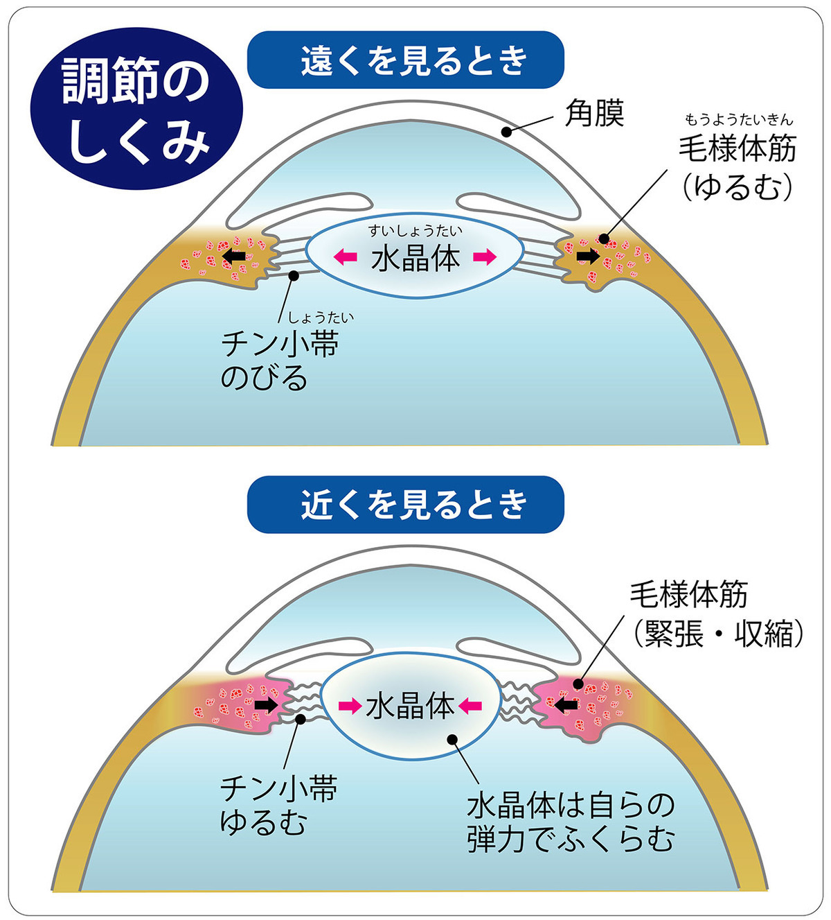 なぜ目は疲れるのか? 疲れ目の理由を知れば対策もわかる。