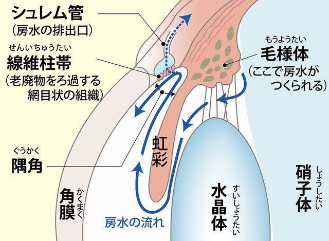 イラストで詳細に解説。緑内障とは!